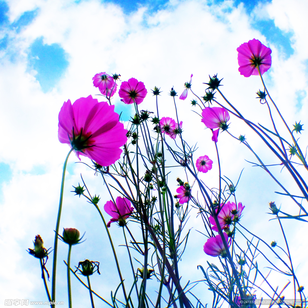 格桑花
