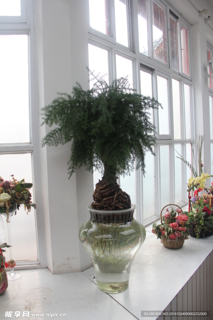植物