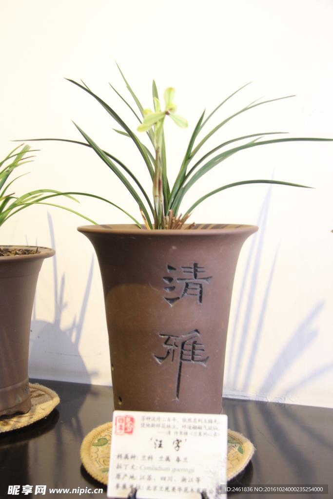 兰花