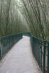 竹林