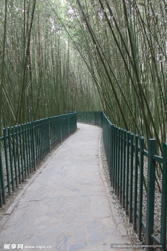 竹林