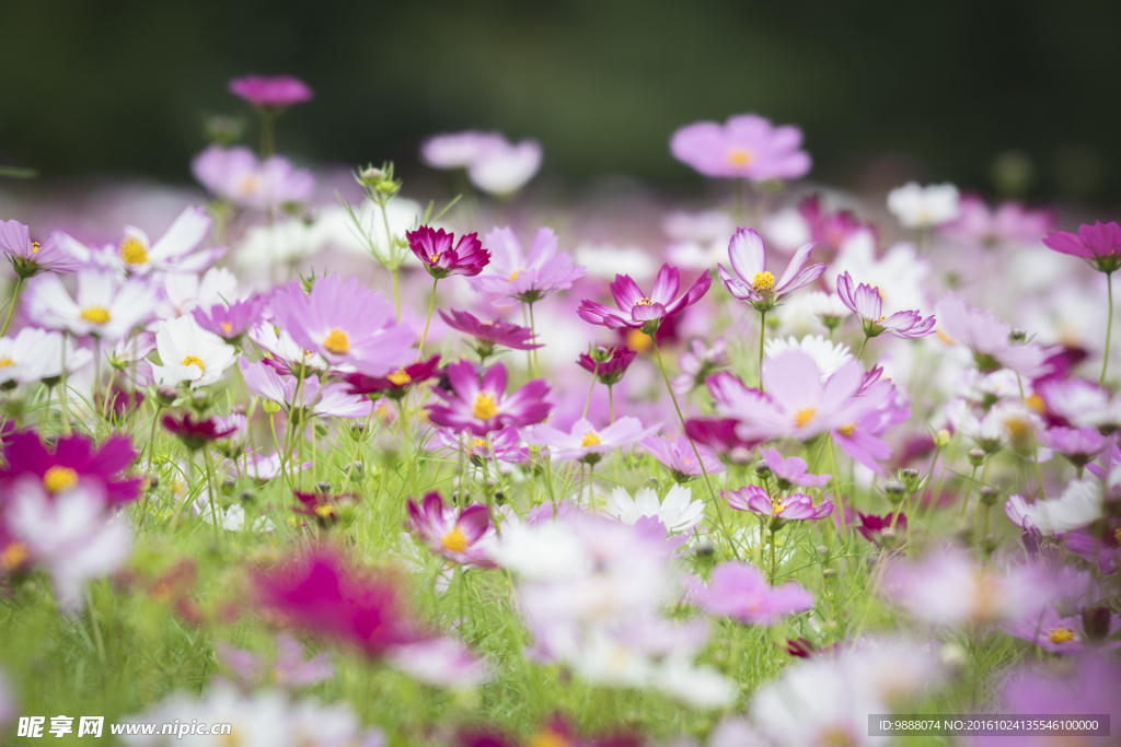 繁花