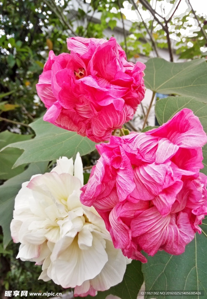 木芙蓉
