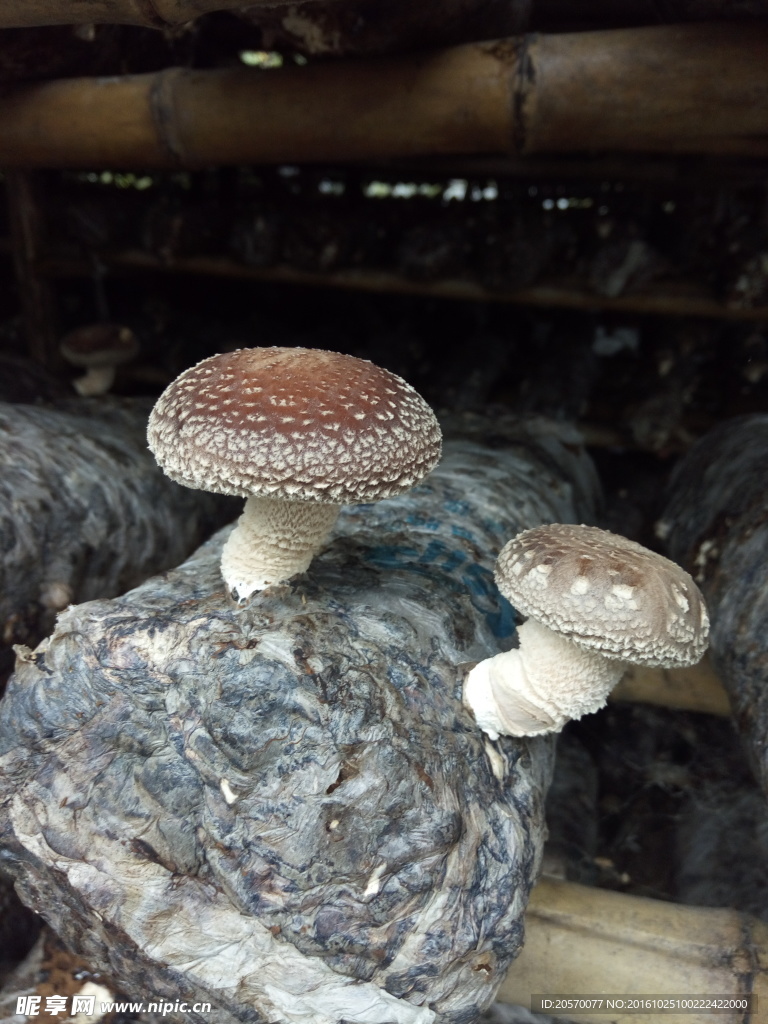 香菇