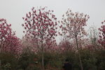 木棉花