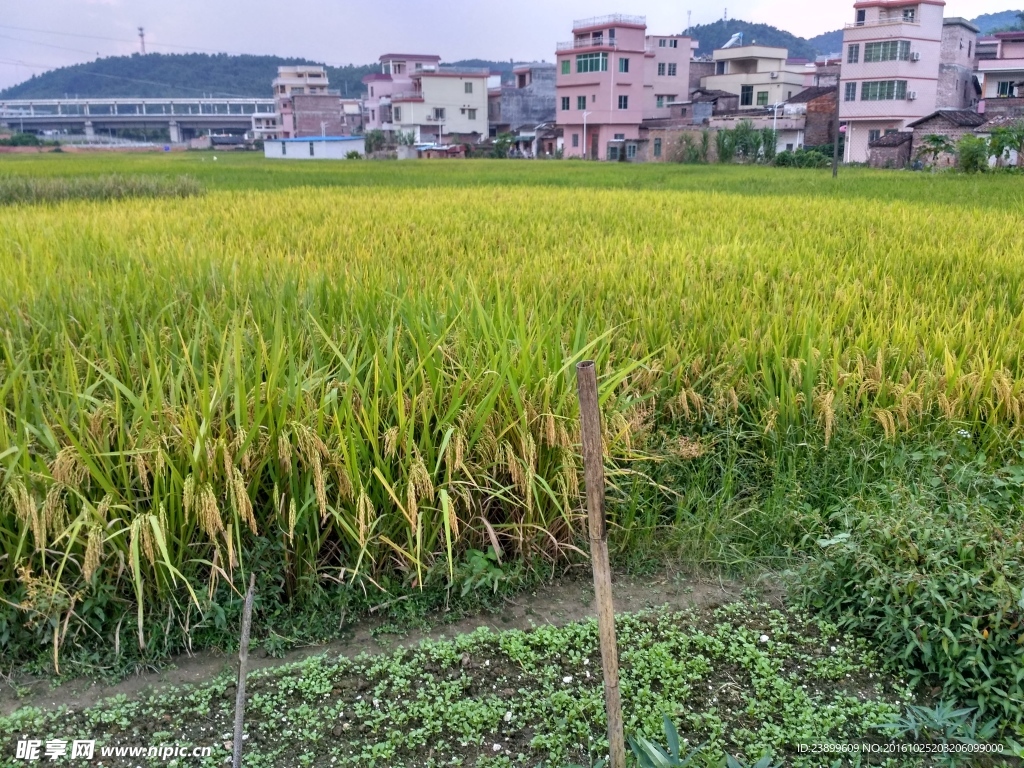 乡村田野