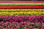 鲜花 鲜花背景