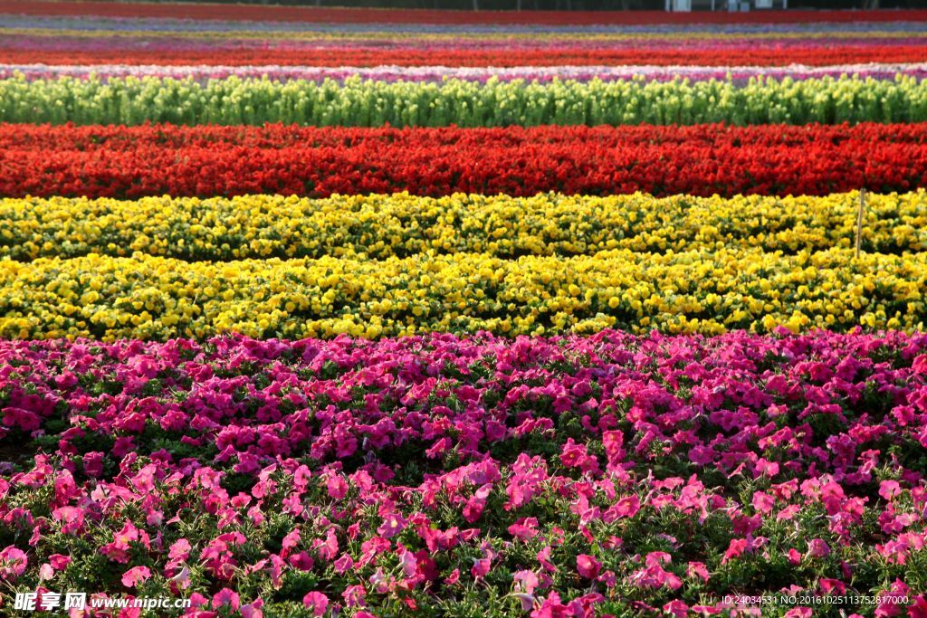 鲜花 鲜花背景