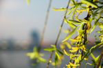 发芽 柳