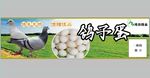 鸽子蛋
