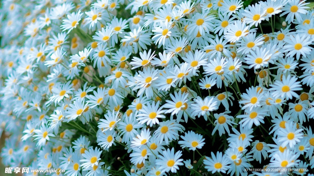 甘菊花