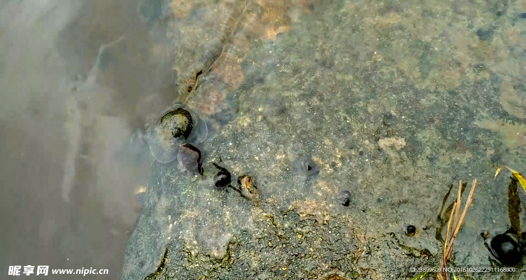 水中的福寿螺 延时摄影