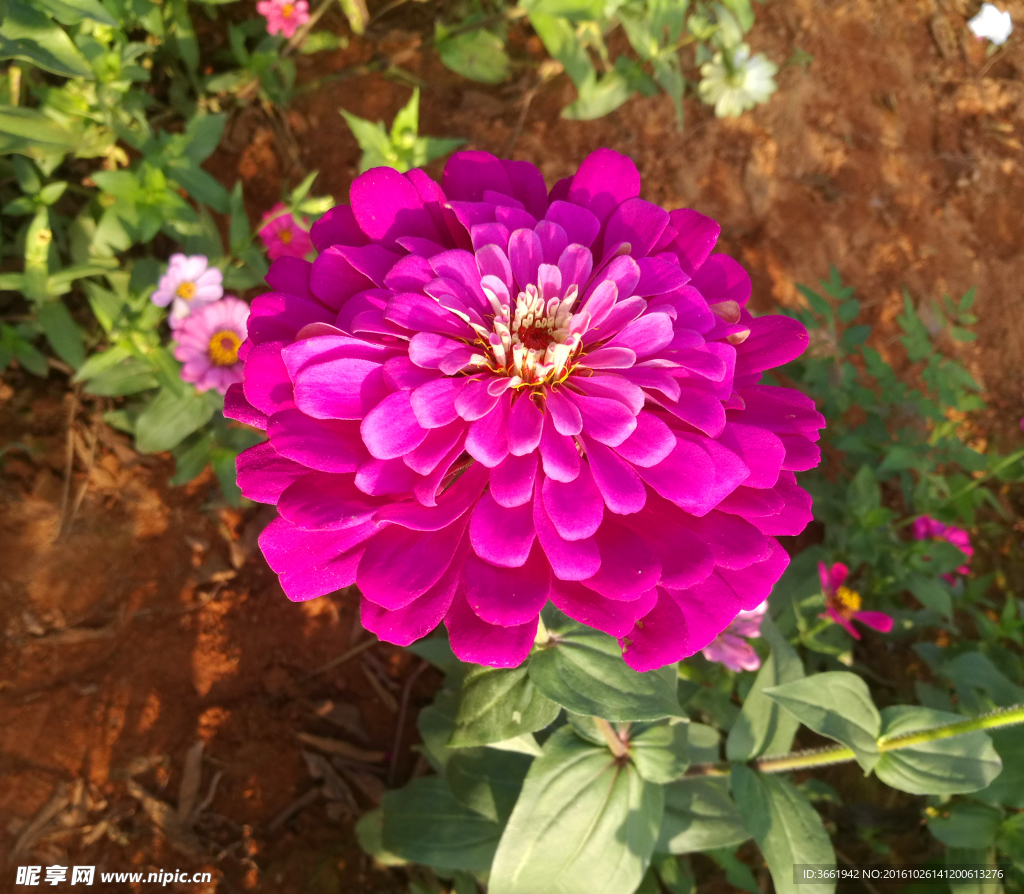 格桑花