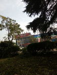 大树
