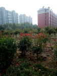 小区景色