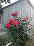 月季花