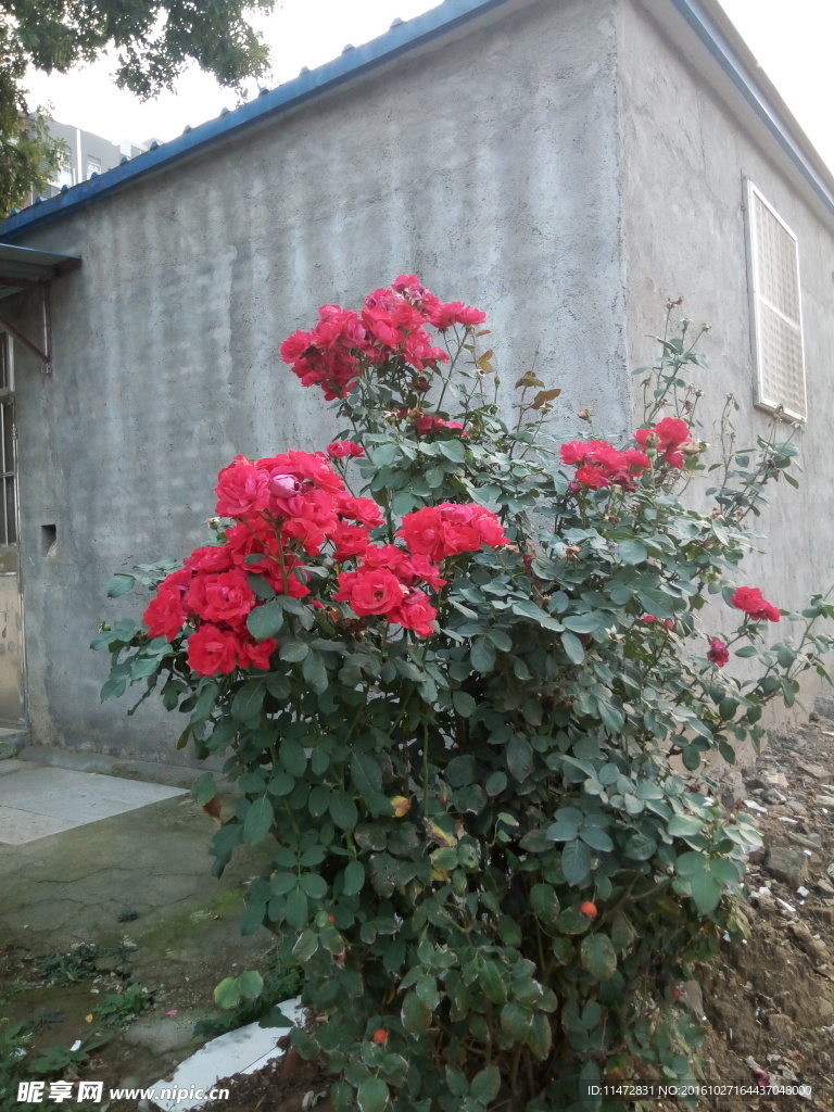 月季花
