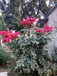 月季花