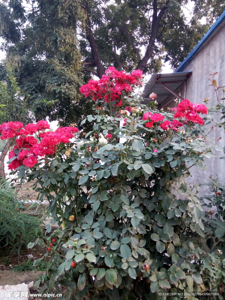 月季花