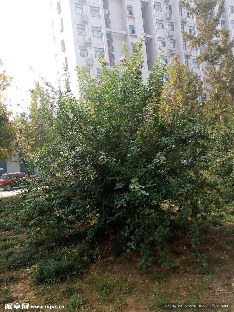 小区景色