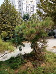 小区景色