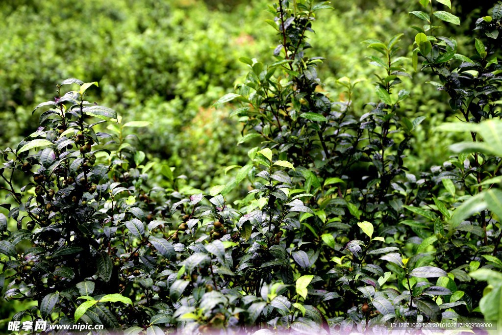 大茶树