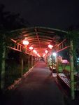 花灯