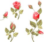 玫瑰花