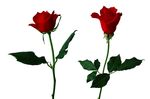 玫瑰花