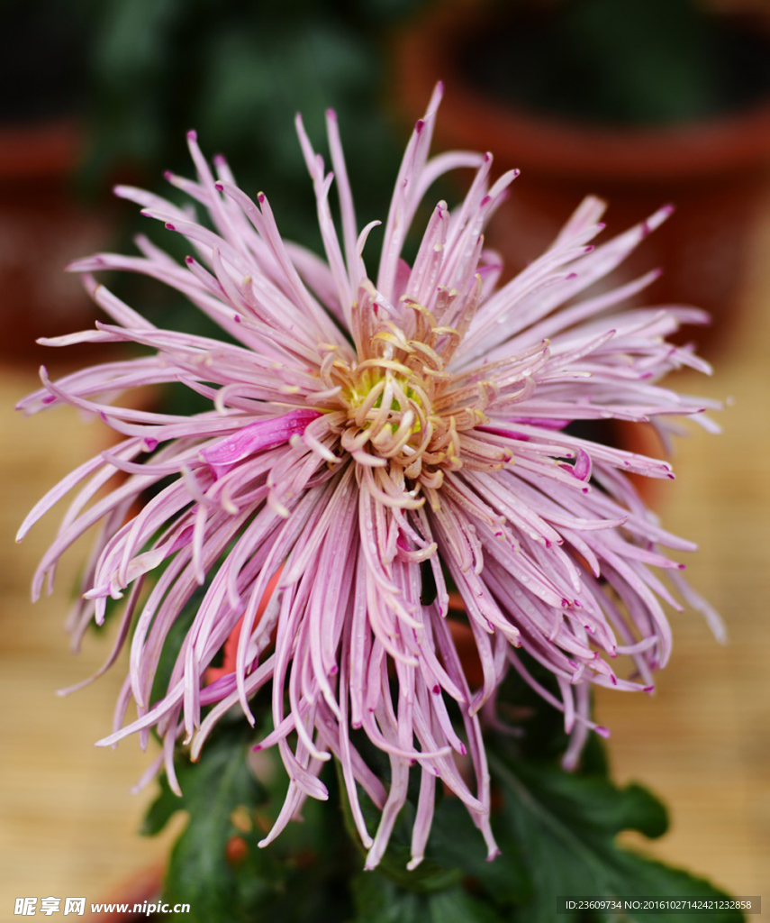 菊花