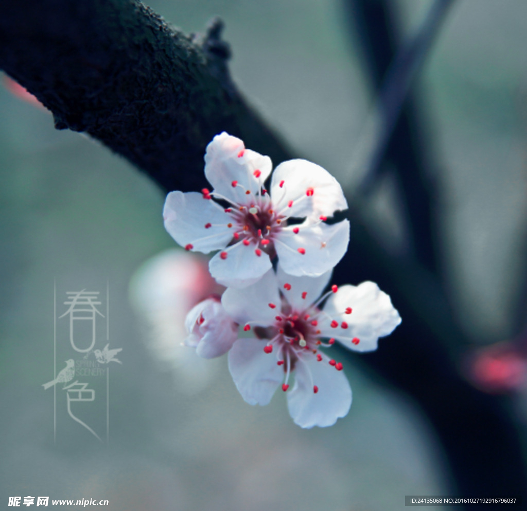 春色