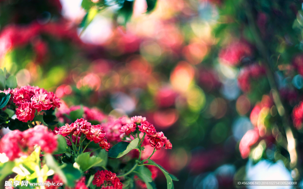 蔷薇花