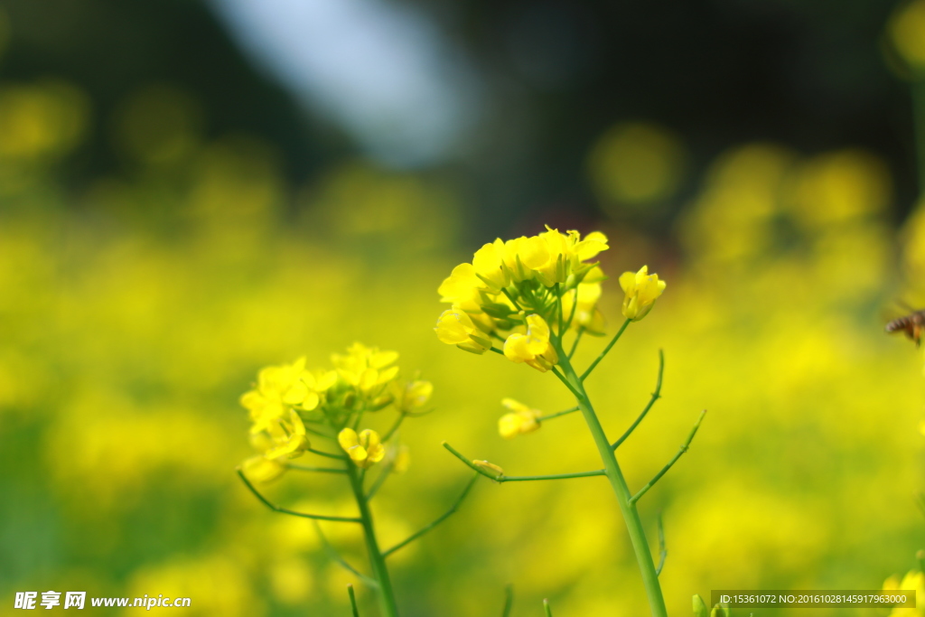 油菜花