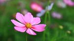 格桑花