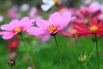 格桑花