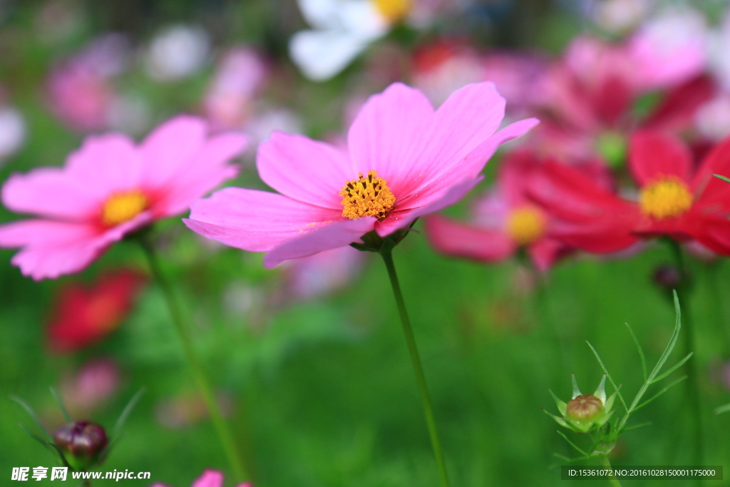 格桑花