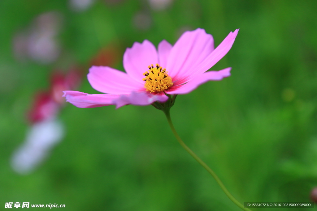 格桑花