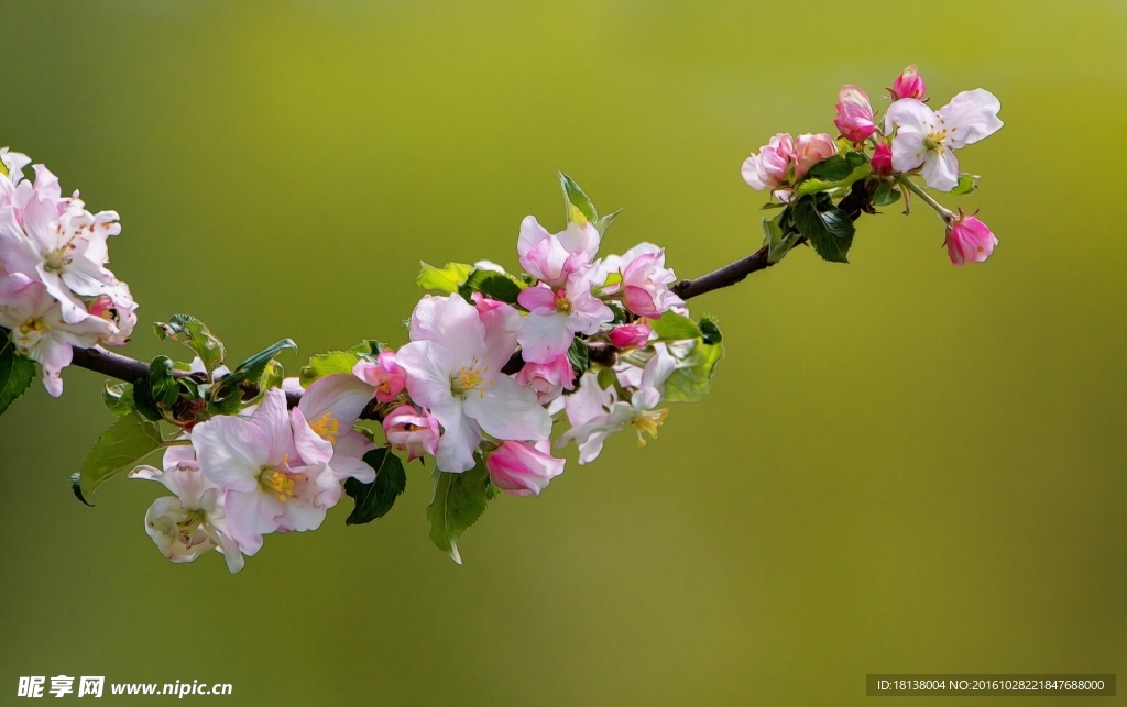 苹果花