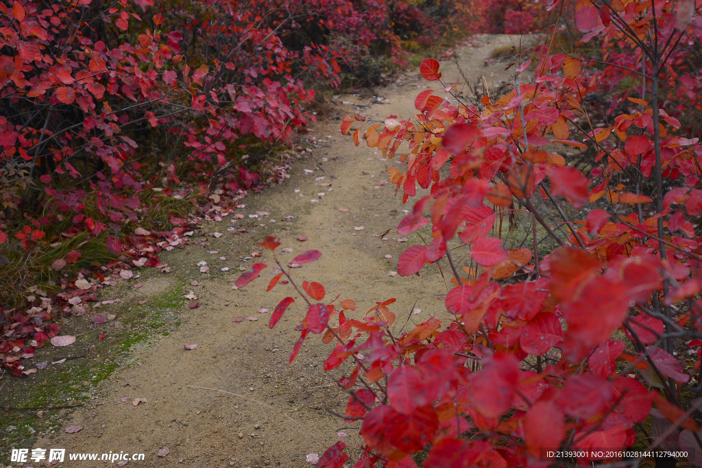 宜阳县花果山红叶