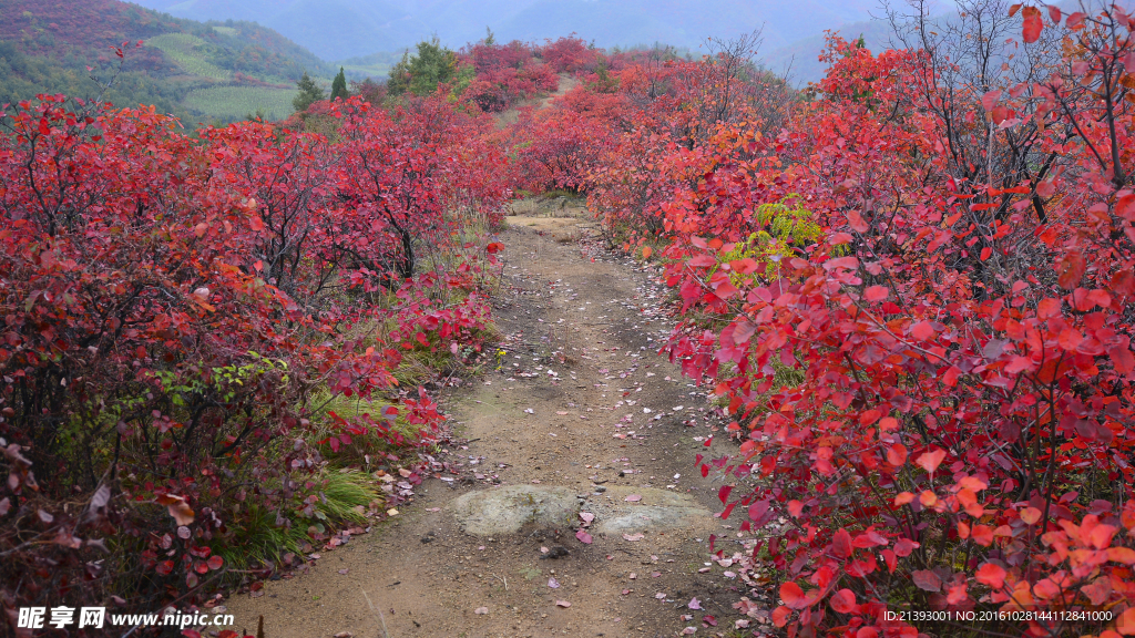 宜阳县花果山红叶