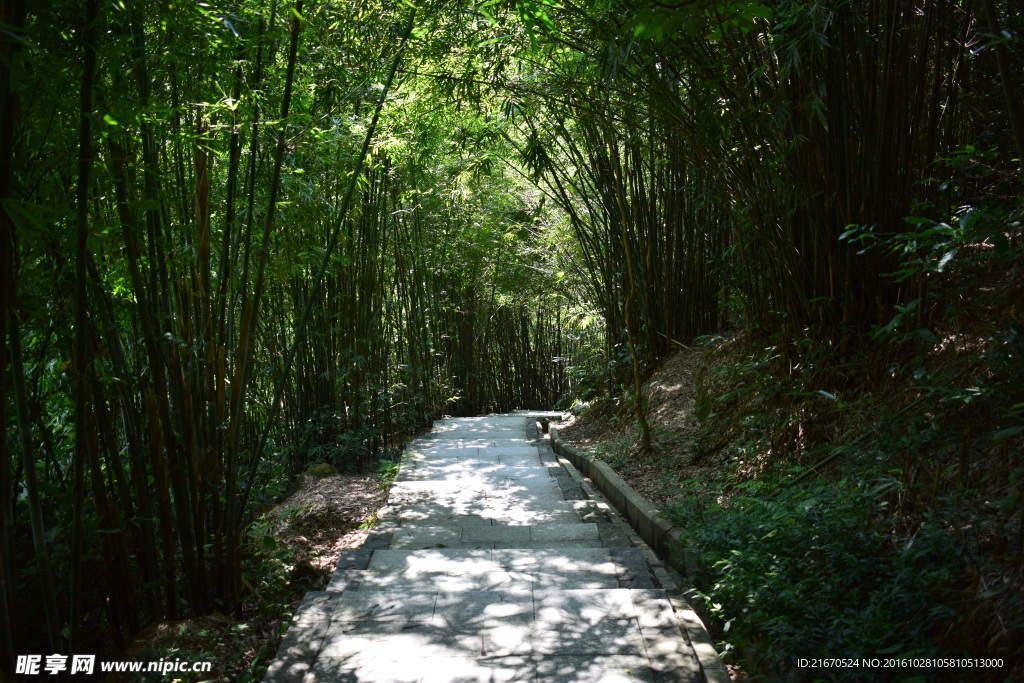 肇庆北岭山公园竹林