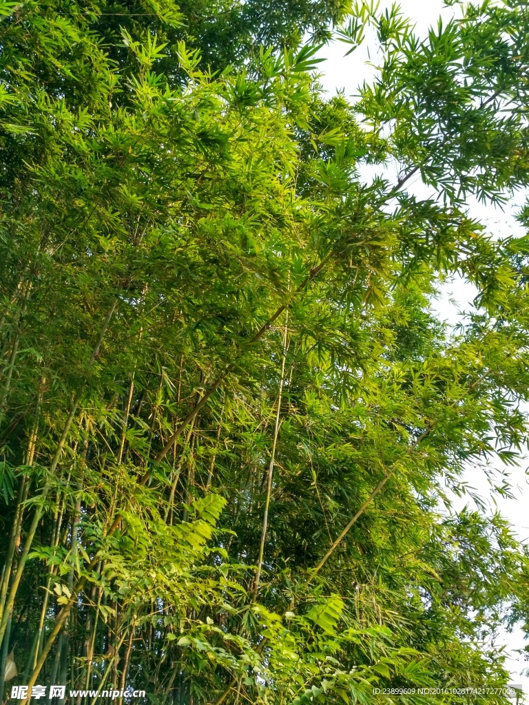 竹林