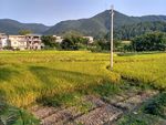 乡村田野