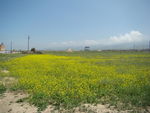 油菜花