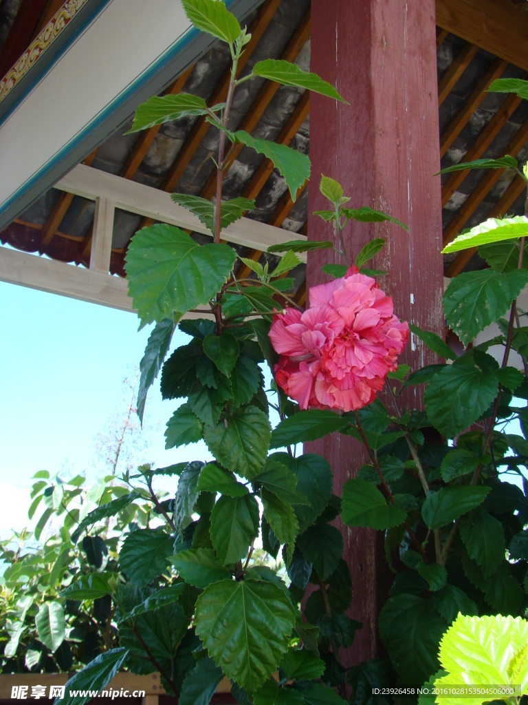 玫瑰花