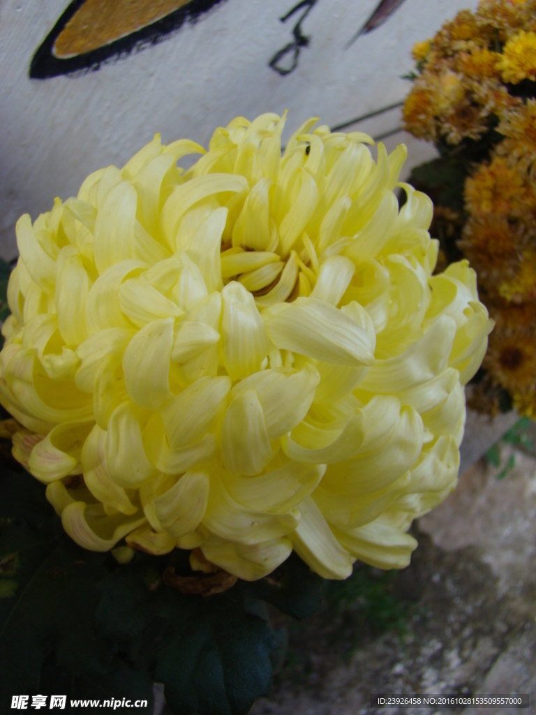 菊花