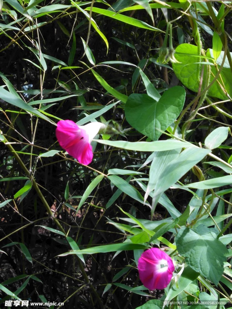 牵牛花圆叶牵牛