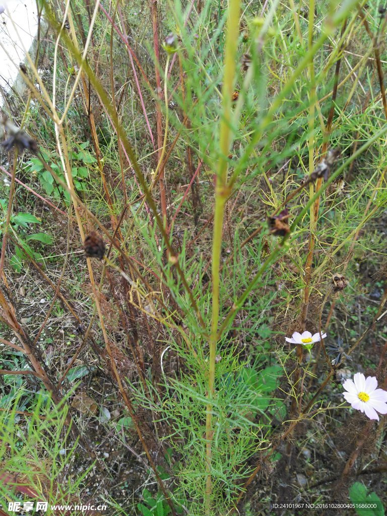 波斯菊格桑花茎