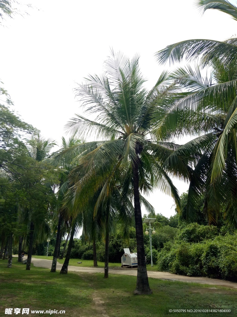 椰子树