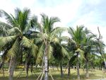 椰子树林